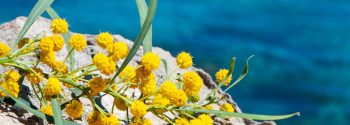 La festa della donna a Capri: un’occasione (in più) per celebrarla