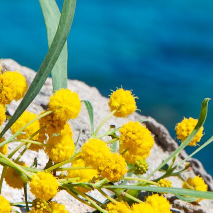 La festa della donna a Capri: un’occasione (in più) per celebrarla